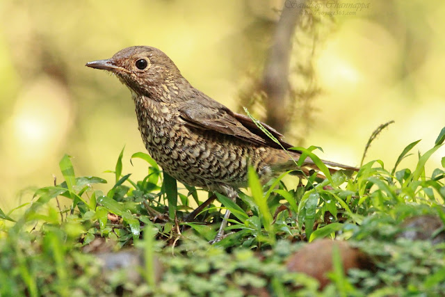 Blue-capped Rock-Thrush Female