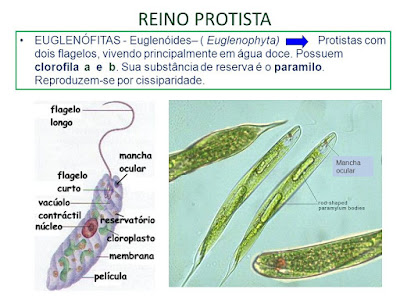 Protoctista 2: Algas