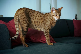 savannah cat pets infomation picture photo animal domestic