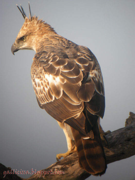 Crested Hawk Eagle