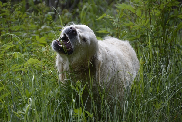 golden retriever