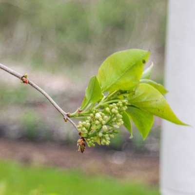 White lilac // spring yard walk | On The Creek Blog