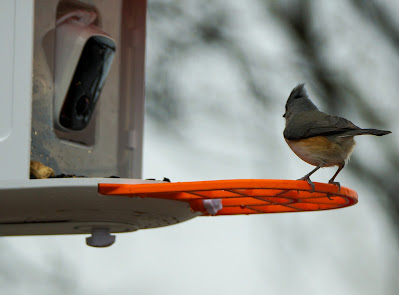 Camera Bird Feeder