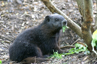 Marmotte commune - Marmota monax