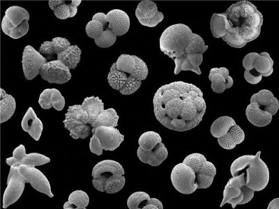 Calcite tests of extinct species of planktonic foraminifera from the Eocene epoch (>34 million years) of Tanzania. The largest is less than a millimetre in size.