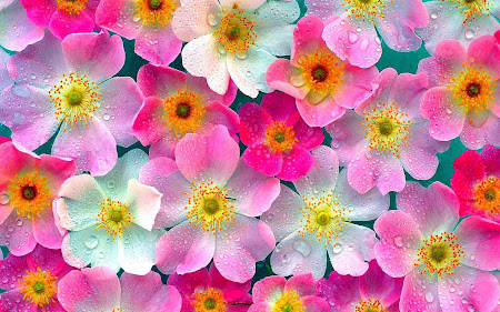 Google Images Pretty Flowers