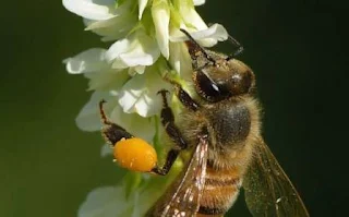 Sweet clover as a honey plant - honey productivity and cultivation agrotechnics