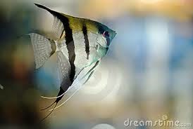 Dunia Ikan Hias - Silver Manfish