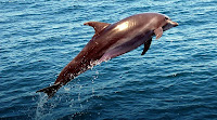 Galapagos Sea Lion