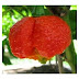 Cabai Terpedas di dunia 2013 Trinidad Scorpion Morouga Blend