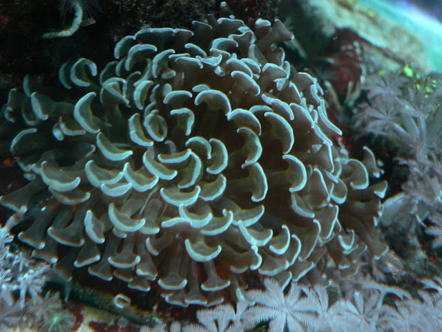 anchor hammer coral