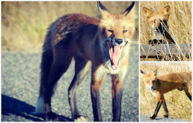 wild fox photos on san juan island, washington