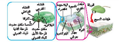 البناء الضوئي داخل البلاستيدات الخضراء