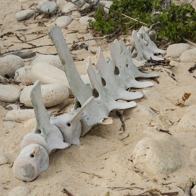 Whale Bones, Darwin Bay