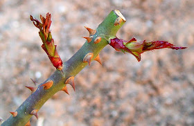 Rosal podado