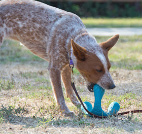 Durable floating tug toy