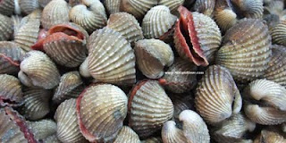 Fhy3 Fitriani Kerang  darah Anadara granosa