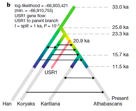 Демографическая история USR1, восточных азиатов (хан), сибиряков (коряки) и коренных американцев (Южная Америка — каритиана, Северная Америка — атабаски). Стрелки показывают потоки генов.