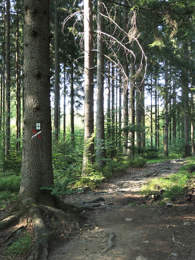 Eupen: een wandeling tussen de dennenbomen