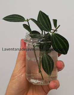 hacer-esquejes-de-peperomia-quadrangularis