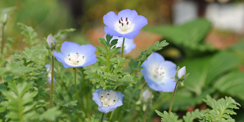 二月開什麼花 19年2月igarden頂樓花園實錄 園藝部落格 Igarden 花寶愛花園園藝文摘plus