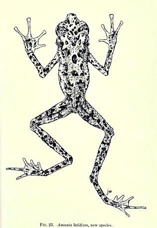 rainbow-toad illustration