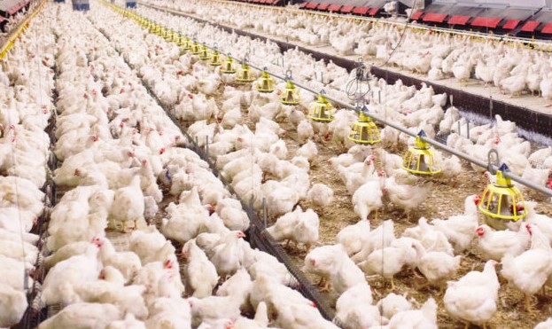 Bisnis Ayam Potong Kemitraan - modal usaha ayam broiler kemitraan