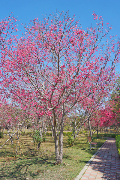 台中新社鳥銃頭櫻花公園秘境，櫻花林有綠地，賞花休閒好去處