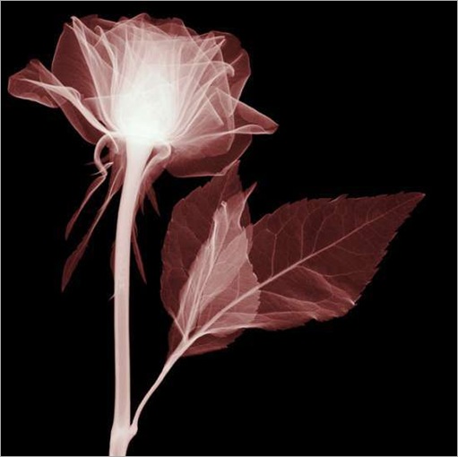 thumbs_thumbs_flowers-012