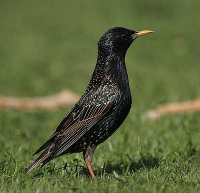 Burung Jalak sangat sulit membedakan jalak jantan dan b