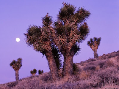 wallpaper trees. desktop wallpaper trees.