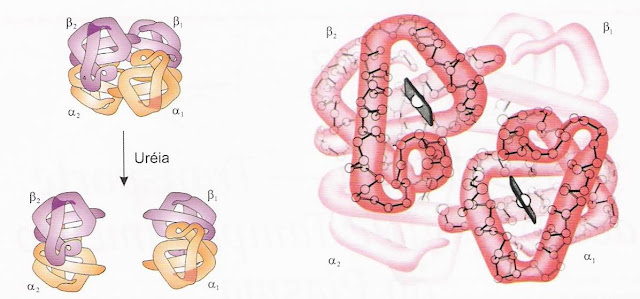 Hemoglobina - Transporte de oxigênio