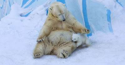 Polar bear Gerda takes her cub out to play in the snow for the first time