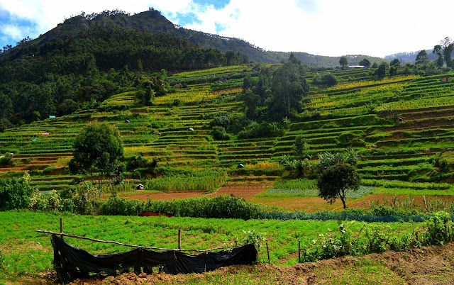 Vattavada Munnar