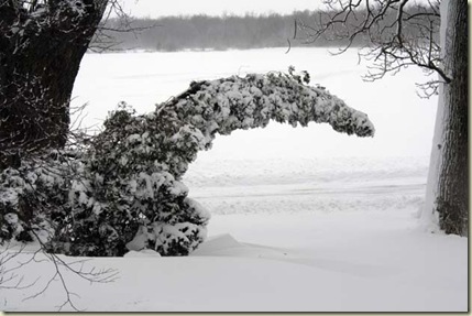 leaningtree