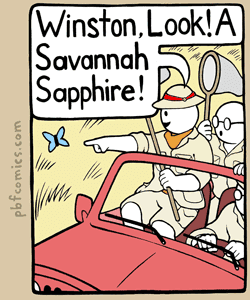 Winston, Look! A Savannah Sapphire!