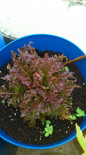 Lechuga picoteada por los pájaros