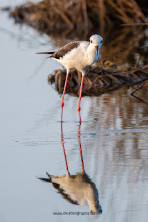 Wildlifefotografie Neretva Delta Stelzenläufer Olaf Kerber