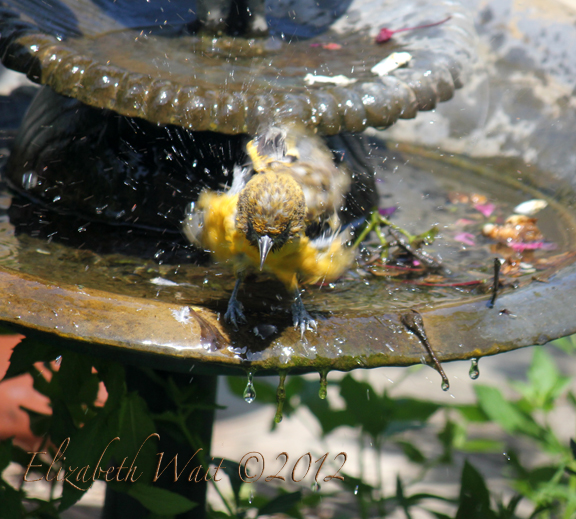 IMG_8230-2012-07-23-09-19.jpg