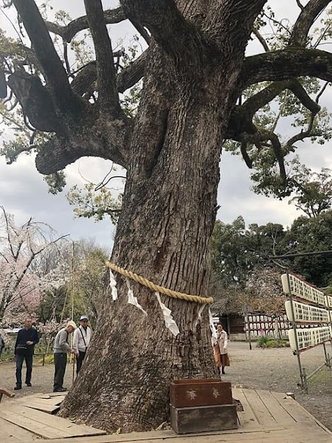 平野神社の花見