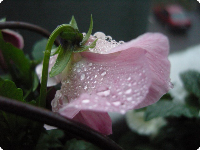 SNC19080_resize