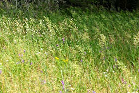 back yard prairie, flowers and grass seed heads