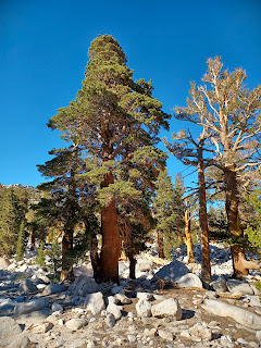 Pinus balfouriana, Foxtail Pine, Mount Langley, Cottonwood Lakes, Horseshoe Meadows, CA photo by Armando Ortiz