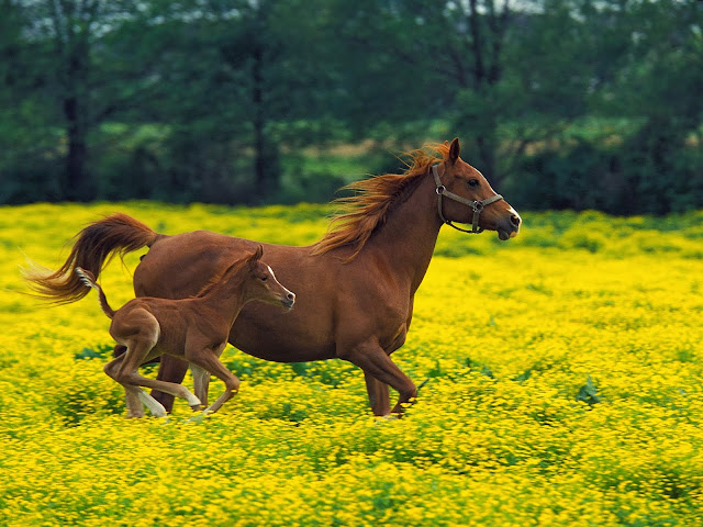 http://funnywallpapers4all.blogspot.com/2014/01/horse-hd-funny-wallpapers.html