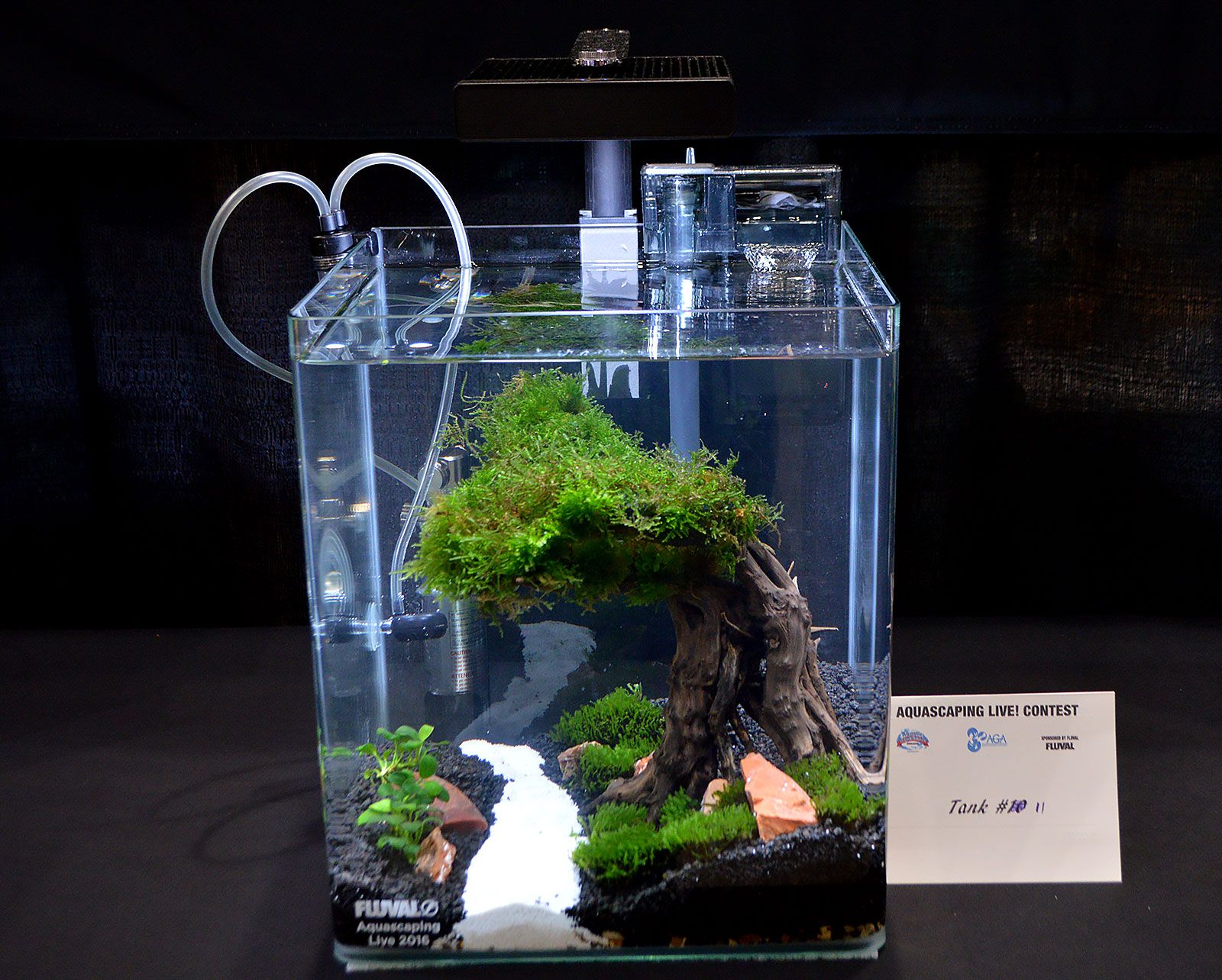 Contoh dan Referensi Desain Aquascape Mini Terbaik