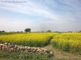 Canola Field Picture