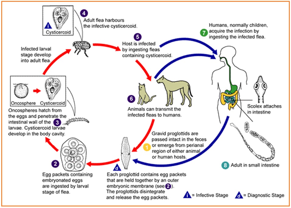 CACING PITA KUCING - Dipylidium caninum - Biology Page