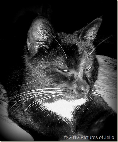 Tuxedo