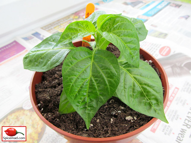 Papa Joe's Scotch Bonnet - 13th April 2022