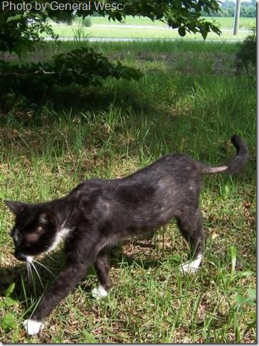 Hair Loss In Cats Poc